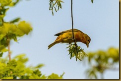 Summer Tanager - Piranga rubra