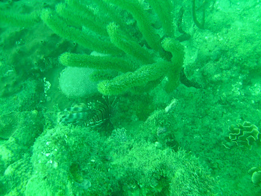 Lion fish are relatively new to this area of the Caribbean and started showing up after a hurricane swept through.