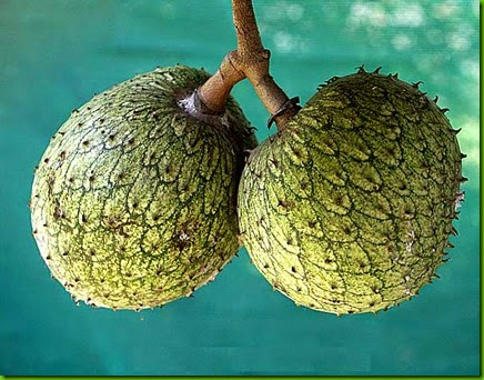 Annona montana