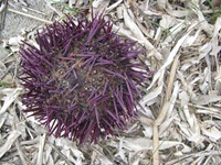 IMG_2534 IMG_2534