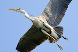 Heron - Makkum, the Netherlands