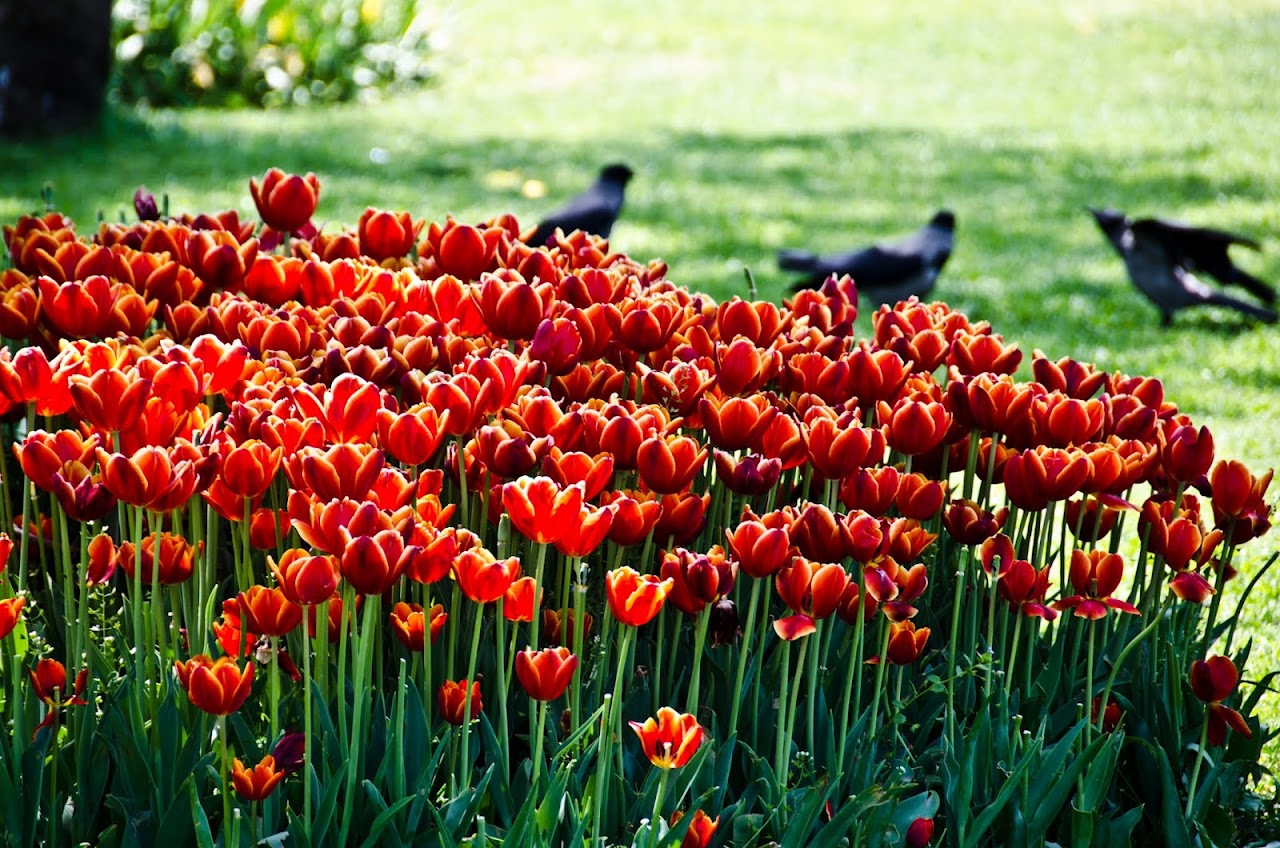 Tulips