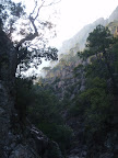 Ch&egrave;nes, Pins Laricios et Maritimes accroch&eacute;s &agrave; la montagne corse.