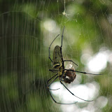 Spider Eating a Cicada