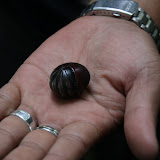 Rollie-pollie bug...the size of a ping pong ball!