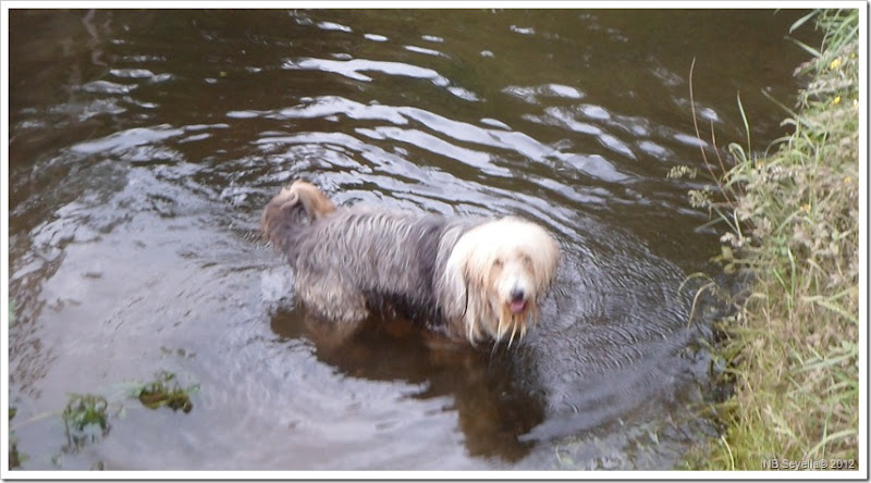 SAM_1035 Hot dog paddle SAM_1035 Hot dog paddle