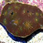 DSC_2168.jpg