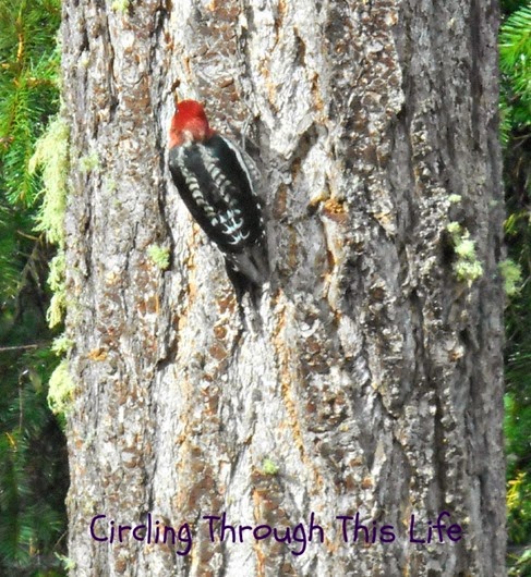 Woodpecker visiting our backyard ~ 5 Random Thoughts October 24th