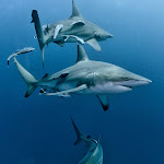 Oceanic black tip sharks