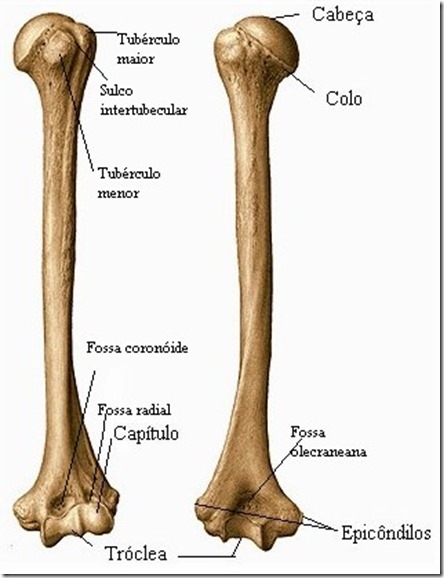 Atlas de anatomia Sobotta_img_21 ÚMERO