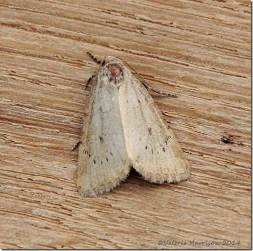 Small-Dotted-Buff Small-Dotted-Buff