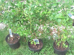 blueberries 3 bushes3