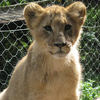 lion10.jpg