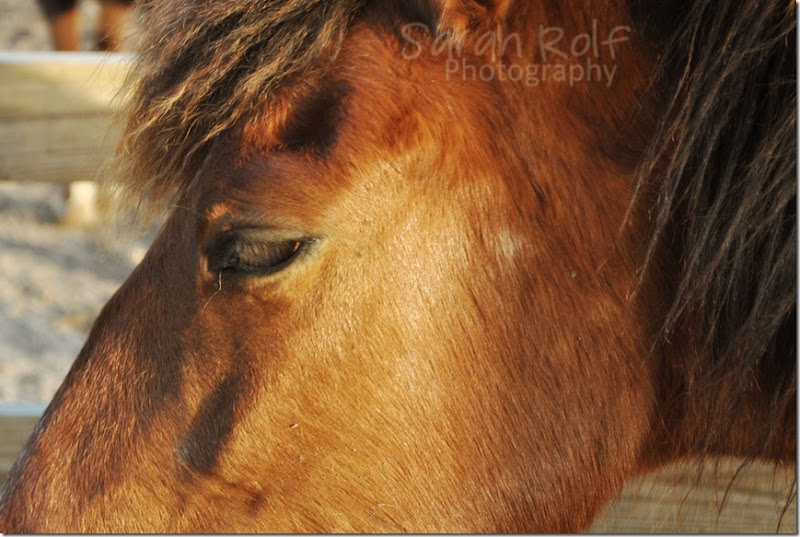 horse-at-dusk-2