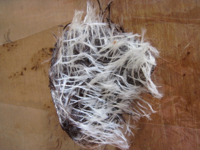 [hair%2520color%2520015%255B4%255D.jpg]