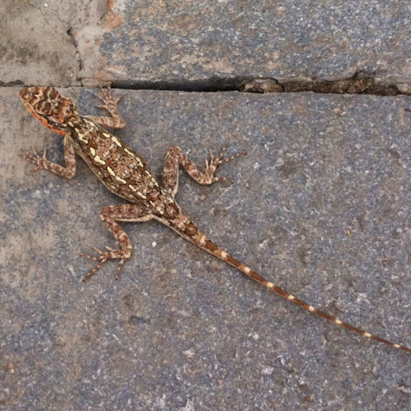 Spotting Image 1