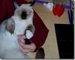 catcomputer11