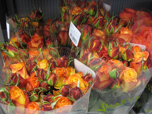 The different colors are so bright and breathtaking.