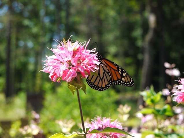butterfly