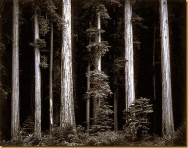 Ansel Adams Bull Creek Flat Redwoods ca. 1960