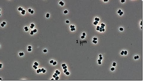 Tersicoccus phoenicis
