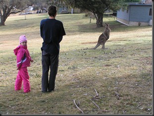 Kangaroos lived near our cabin