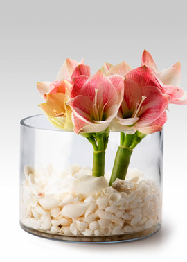 Glass Cylinder. (jamaligarden.com)