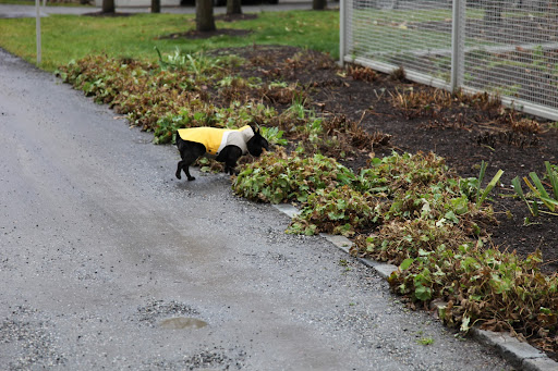 Wow, Sharkey!  Not only is it a dreary day, but it's pretty dreary in the gardens, as well!  It seems like just yesterday that we were sniffing all of the pretty flowers in the perennial beds.  I guess winter is marching this way.