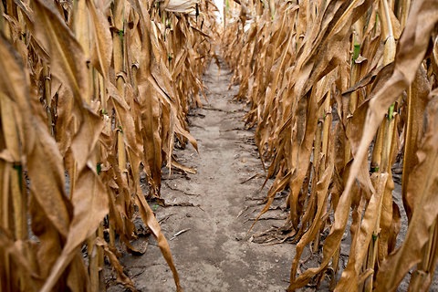 [corn-drought%255B4%255D.jpg]