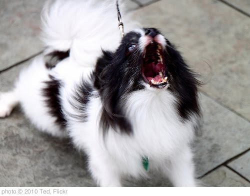 'Aggressive Dog' photo (c) 2010, Ted - license: http://creativecommons.org/licenses/by-nd/2.0/