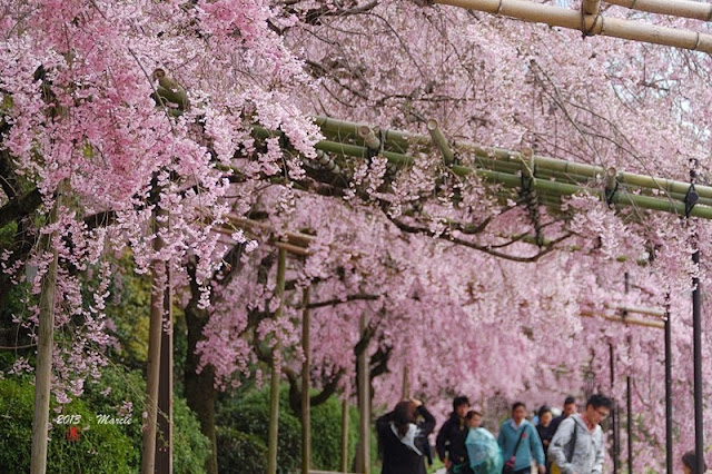 日本 京都 半木之道 櫻