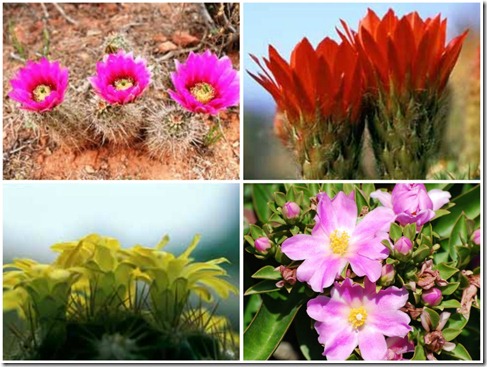 Cactuscollage Cactuscollage