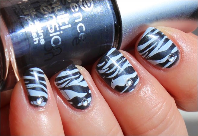 Safari Zebra 04