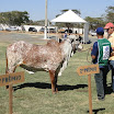 superleite2011_dia1607_02.JPG
