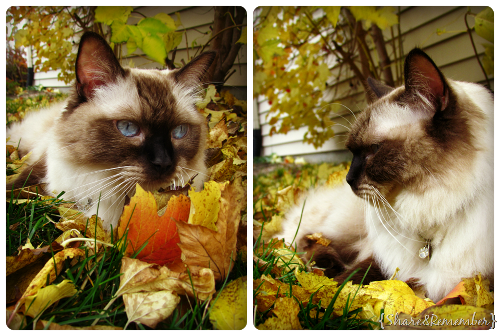 [Stormy%2520Fall%2520Collage%255B11%255D.png]