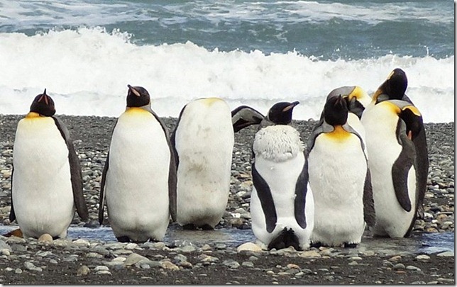 King_Penguins_DSC01036 King_Penguins_DSC01036
