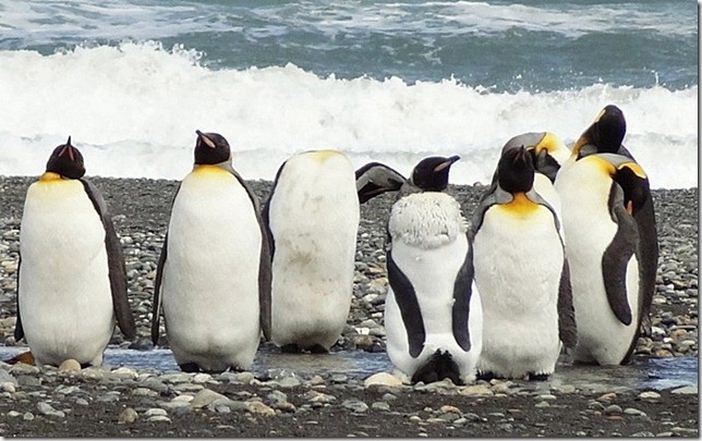 King_Penguins_DSC01036