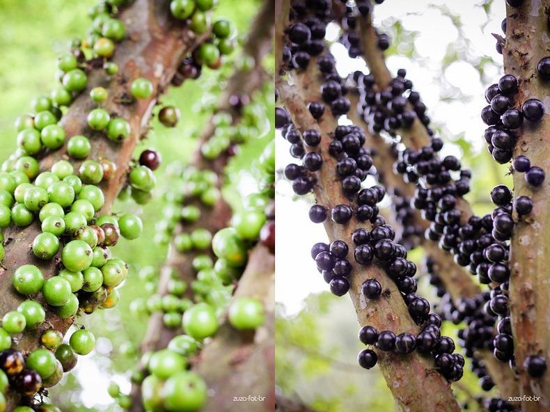 jabuticaba-2