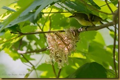 White-eyed Vireo -  Vireo griseus