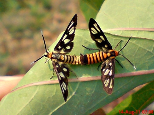 Wasp Moth mating