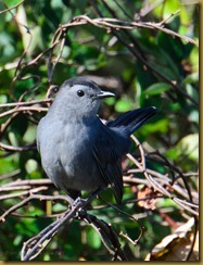 Gray Catbird