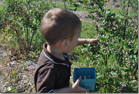 College Run Farms, blueberry picking, blueberry farm, blueberry patch