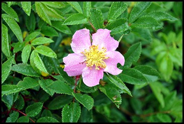 21b - flowers at ranger station very damp and foggy