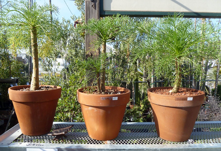 [120208_CactusJungle_Coreopsis-gigantea_01%255B3%255D.jpg]