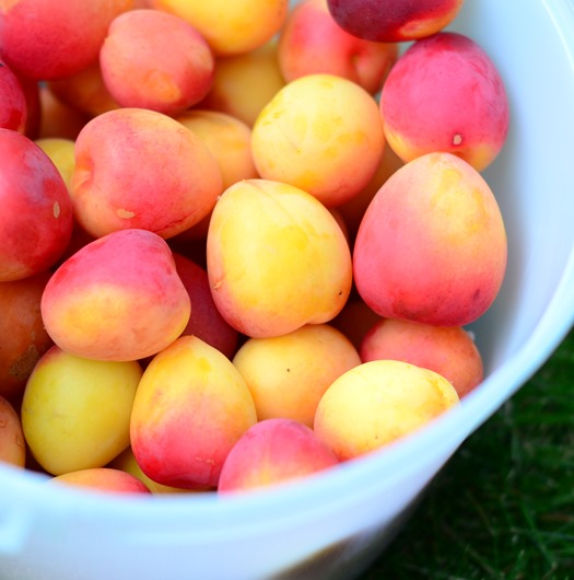 [DSC_9260%255B6%255D.jpg]