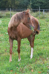 Bukett oktober 2011