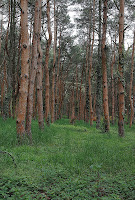 2014 április 26 Kámoni arborétum Pinus sylvestris Erdei fenyő.jpg