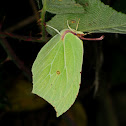 Common Brimstone, Limonera