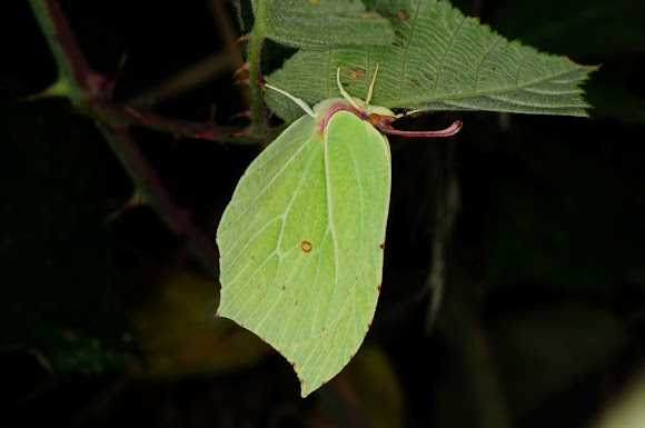 Spotting Image 1