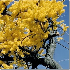 nuytsia-floribunda pic 1 nuytsia-floribunda pic 1